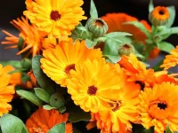 گل همیشه بهار (کالاندولا): از خواص دارویی تا روش های پرورش