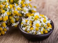 خواص درمانی و عوارض بابونه: از آرامش بخش تا موارد منع مصرف