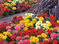 گل آهار: راهنمای کامل کاشت، مراقبت و هرس