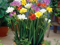 راهنمای کامل کاشت و پرورش گل فریزیا در خانه و باغچه