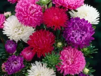 گل استر (مینا): نماد عشق یونانی و راهنمای نگهداری آسان