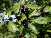 سیاه توسه (آقطی سیاه): خواص درمانی، مضرات و موارد منع مصرف