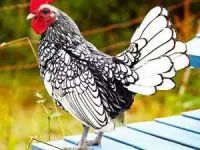 شعر زیبای کودکانه به خاطر خروسه
