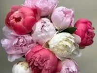 راهنمای کامل گل پیونی (صد تومانی): از کاشت تا نگهداری