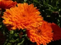 گل همیشه بهار؛ گیاهی زینتی و دارویی با نیازهای ساده