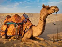 مجموعه ضرب المثل های معروف شتر در زبان فارسی