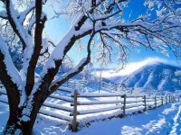 شعر درخت زمستان از افسانه شعبان نژاد یادآور خاطرات برفی کودکی