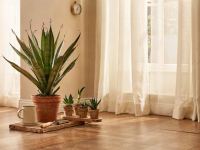 راهنمای کامل نگهداری سانسوریا نیزه ای