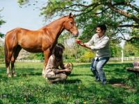 ضرب المثل های اسب؛ از نعل و میخ تا اصل و نَسَب
