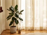 راهنمای کامل مراقبت از گیاه فیکوس الاستیکا (کائوچو)
