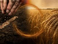 معنای ضرب المثل هرچه بکاری همان را درو می کنی