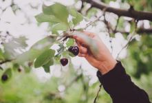 علت میوه ندادن درخت گیلاس و راهکارهای افزایش باردهی