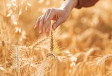 مهم ترین عامل در افزایش عملکرد گندم و جو چیست؟
