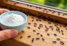 روش خانگی و فوری برای از بین بردن لانه مورچه ها