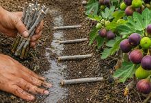 آموزش گام به گام کاشت و هرس قلمه انجیر برای میوه دهی انبوه