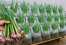 نحوه کاشت سیر در کیسه های پلاستیکی بدون نیاز به باغ و زمین