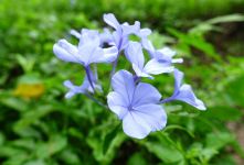 همه چیز درباره گیاه یاس آبی (از نگهداری تا درمان گیاه)