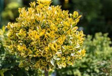 راهنمای جامع نگهداری از گیاه شمشاد طلایی