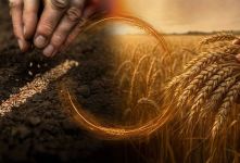 معنای ضرب المثل هرچه بکاری همان را درو می کنی