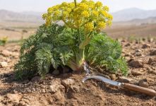 روش کاشت آنغوزه؛ راهنمای کامل پرورش، داشت و برداشت گیاه آنغوزه