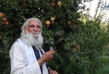 پیرمرد و درخت انار؛ داستانی پندآموز درباره نیکی بدون انتظار
