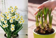 کاشت پیاز گل نرگس در گلدان؛ ترفندهای ساده برای داشتن نرگس های خوش عطر در خانه