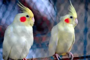 دانلود ۱۵ صدای عروس هلندی نر و ماده برای جفتگیری