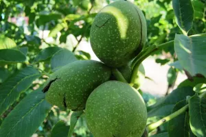 چگونه از شیوع کرم خراط در باغ گردو جلوگیری کنیم ؟