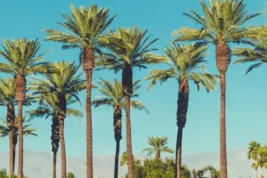 دانستنی هایی در مورد درخت نخل خرما!