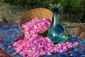 آشنایی با مراسم و زمان گلاب گیری کاشان
