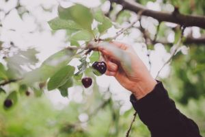 علت میوه ندادن درخت گیلاس و راهکارهای افزایش باردهی