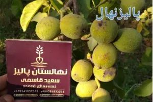 تولید و عرضه ۱ میلیون نهال گردو پیوندی در شرکت پالیز نهال