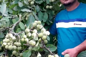 با خرید نهال های تضمینی از نهالستان مهندس سعید قاسمی به سود واقعی برسید