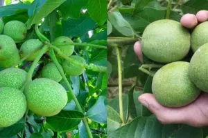 بزرگ‌ترین تولیدکننده نهال گردو پیوندی و اصلاح‌ شده در غرب کشور را بشناسید