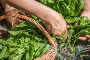 آموزش مرحله به مرحله کاشت اسفناج در گلدان