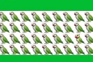 به تصویر با دقت نگاه کن / کدوم طوطی با بقیه فرق داره ؟