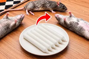 ترفند عجیب استفاده از شمع برای دفع موش نتیجه داد