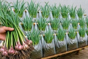 نحوه کاشت سیر در کیسه های پلاستیکی بدون نیاز به باغ و زمین