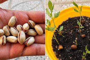 آموزش صفر تا صد کاشت و سبز کردن پسته در گلدان با موفقیت ۱۰۰٪