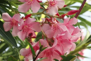 با خواص گل خرزهره این گیاه سمی اما زیبا آشنا شوید