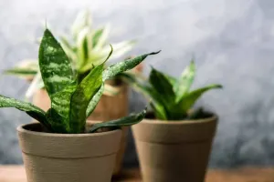 هفت دلیل اصلی ایجاد لکه قهوه ای روی سانسوریا + روش های درمان