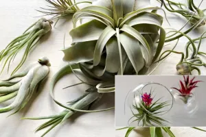 روش درست آبیاری گیاهان هوازی مرحله به مرحله