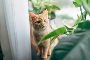 8 روش تضمینی برای محافظت از گیاهان خانگی در برابر گربه