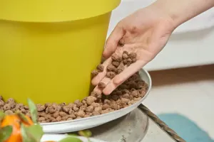 کود آهن چیست و چگونه از زرد شدن برگ گیاهان جلوگیری کنیم؟