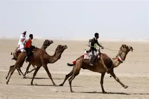 شترسواری در قطر: از سنت تا ورزش حرفه ای میلیون دلاری