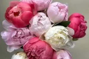 راهنمای کامل گل پیونی (صد تومانی): از کاشت تا نگهداری