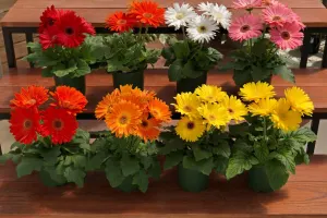 گل ژربرا؛ معرفی، نگهداری و پرورش یکی از زیباترین گل های زینتی