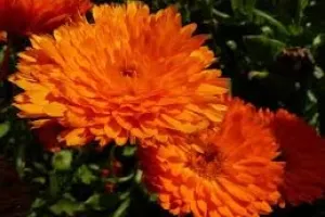 گل همیشه بهار؛ گیاهی زینتی و دارویی با نیازهای ساده