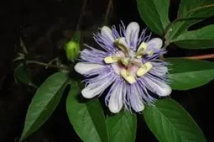 راهنمای جامع نگهداری و تکثیر گل ساعتی (Passion Flower)