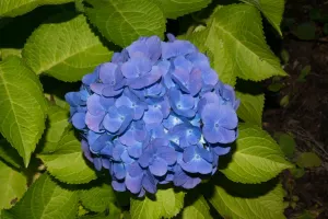 گل ادریسی ماکروفیلا؛ راز تغییر رنگ جادویی با PH خاک